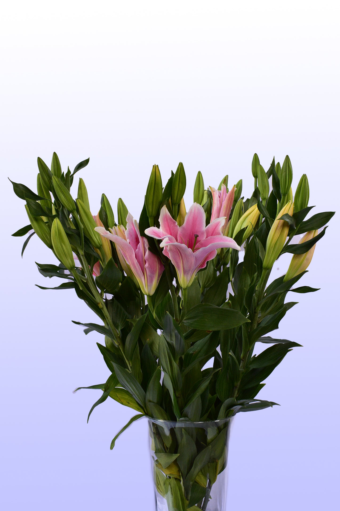 Acapulco rosa
