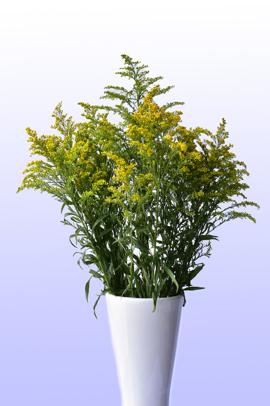 Solidago