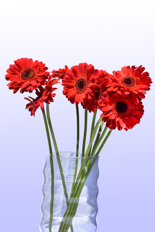 Gerbera roja