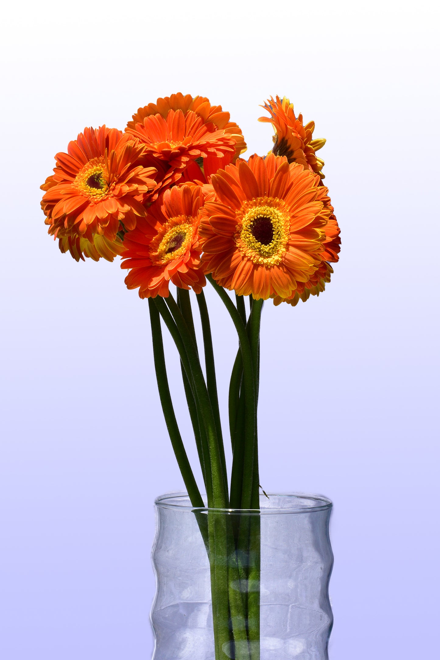 Gerbera naranja