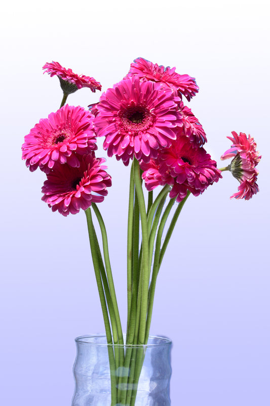 Gerbera fiusha