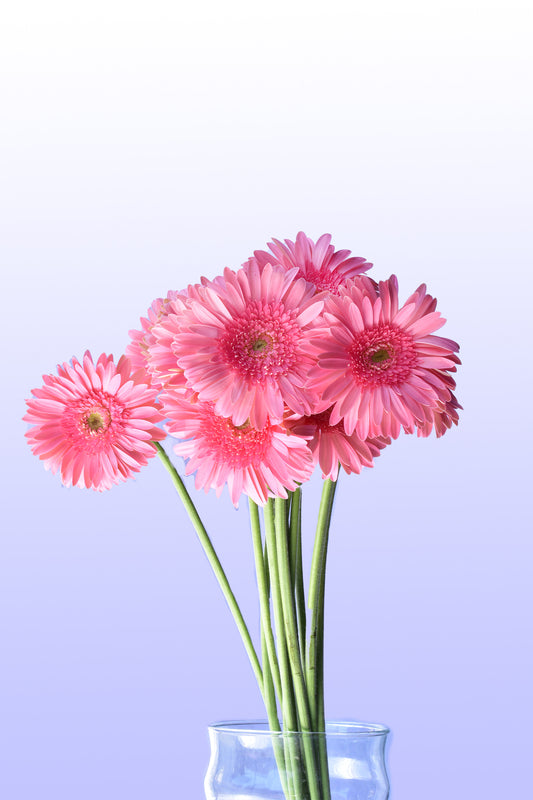 Gerbera rosa